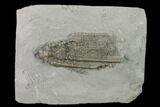 Crinoid (Histocrinus) Fossil - Crawfordsville, Indiana #136528-1